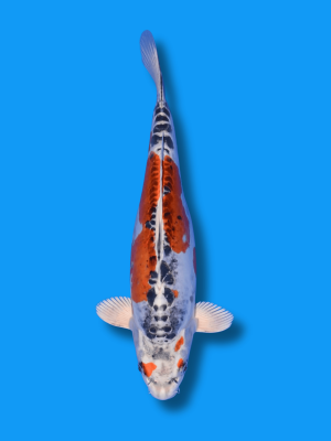 Doitsu Kujaku | Koi&Co.